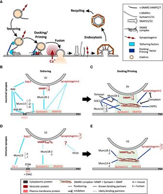 Lytic granule exocytosis at immune synapses: lessons from neuronal synapses